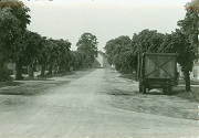 Goßmarer Dorfstraße mit den historischen Linden.